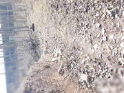 周末和可愛風騷女友郊外樹林裏啪啪野戰 跪舔雞巴翹臀後入幹得高潮連連 露臉高清