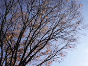 [破解]PGD-857 中出しお義姉さんの誘惑 佐々木あき - 1of5