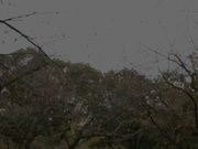 [HMPD-10026] W白板女子校生同性戀 小谷と宮沢的2人世界