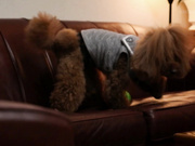 [SDMU-717] 緊縛×調教×示談 觉醒的名流人妻 加藤あやの - 3of5