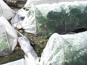 [NKKD-256] 夫婦念願の田舎暮らし…だがそこで農業従事者様のデカチンをめりめり挿れられめろめろにされた妻 田中ねね - 3of5